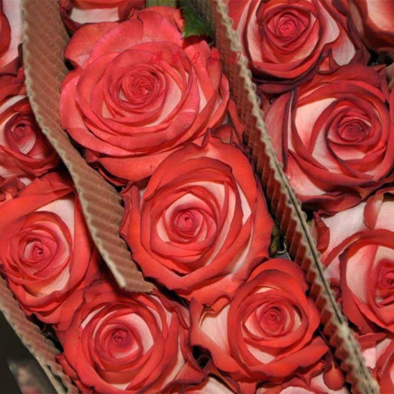 Hoa hồng ngoại Yashika nguyên bản, sắc hồng tươi tắn, thơm ngọt ngào