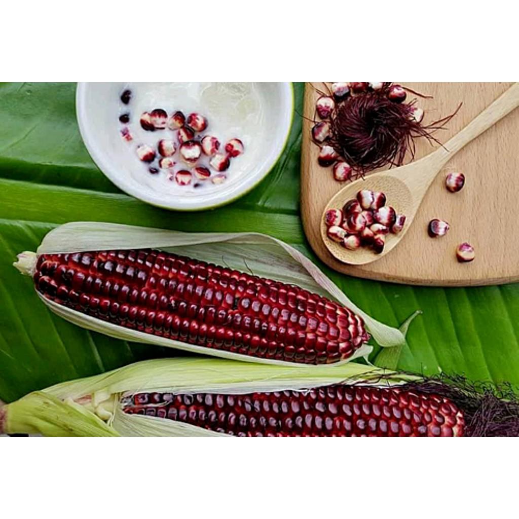 Hạt Giống Bắp Nữ Hoàng - 10g