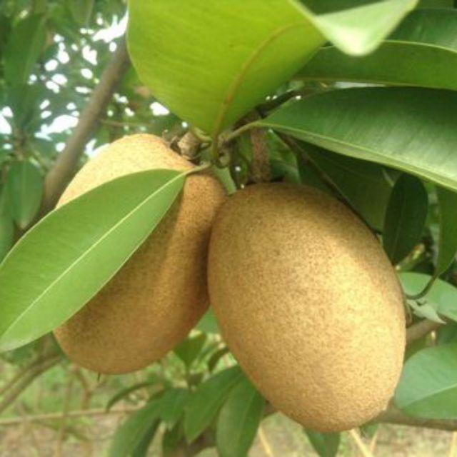 Combo 2 Hồng xiêm xoài, cây giống gửi đi nguyên bầu