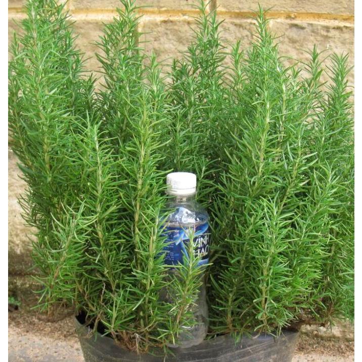Hạt Giống Cây Hương Thảo Rosemary KNS3502 - Gói 20 hạt