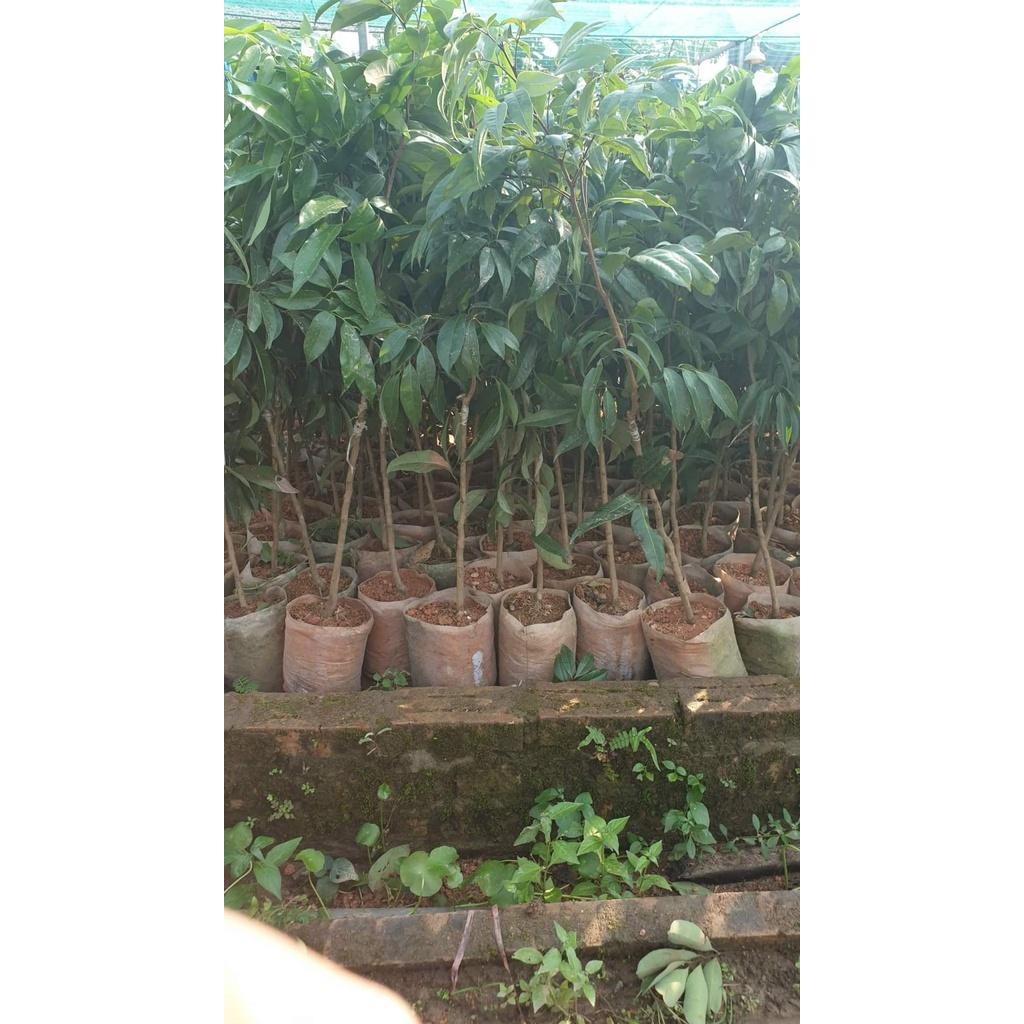 Cây giống Vải không hạt. .