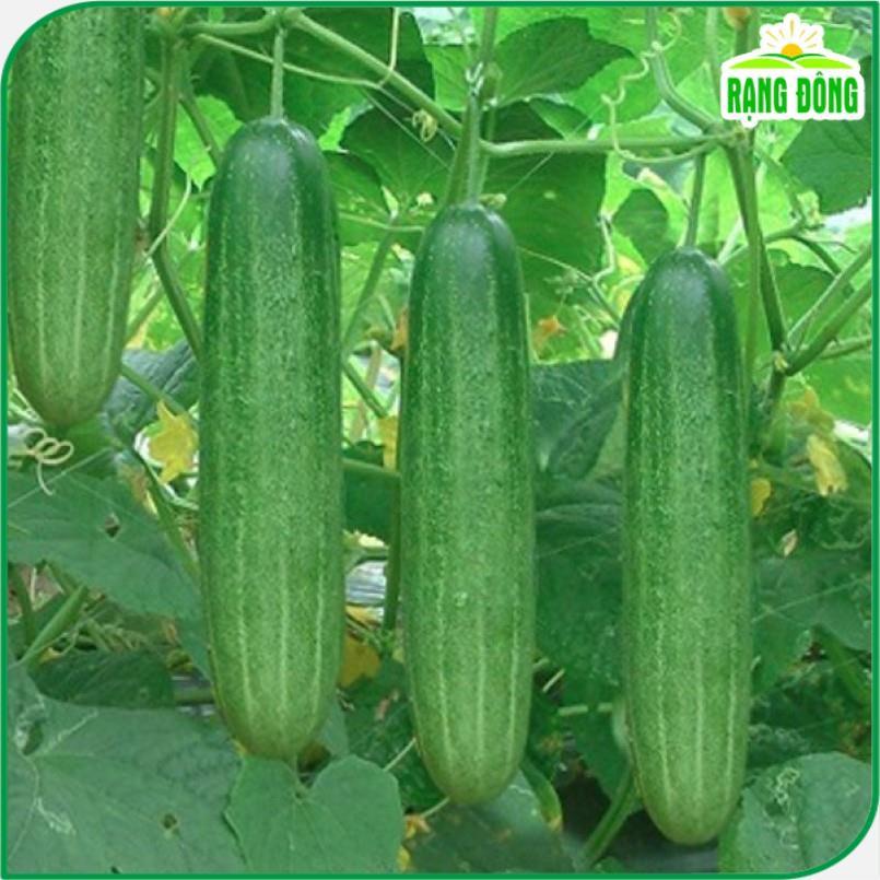 Hạt giống Dưa Leo F1 Trái Dài, Giòn Ngọt, Trồng Quanh Năm  - Hạt giống Rạng Đông