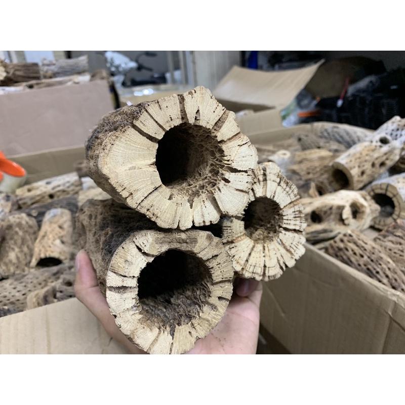 Lũa Cholla Teddy Bear Cactus Wood Loại Size Lớn