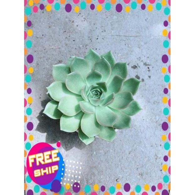 Sen Đá Xanh Cánh Cứng