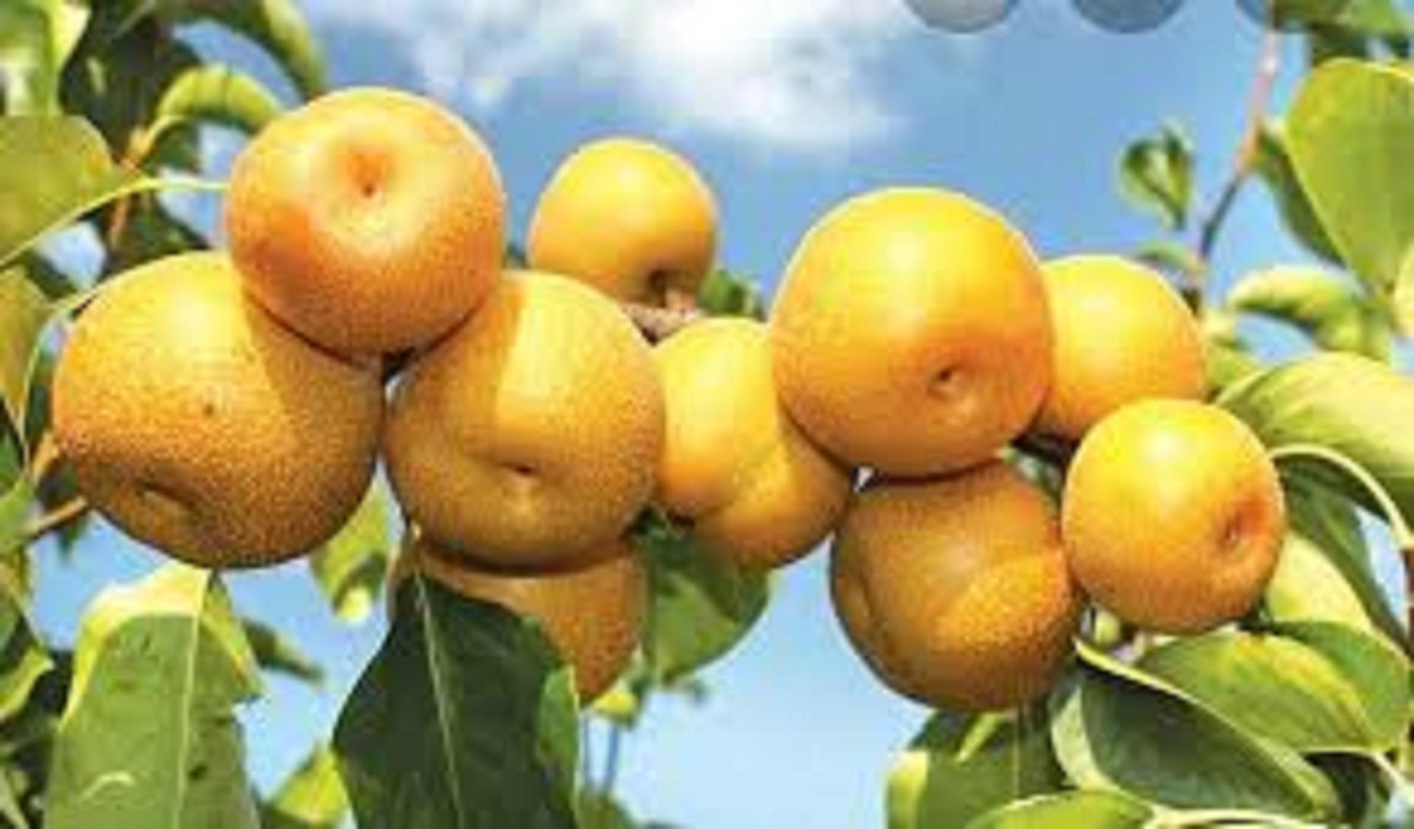 CÂY GIỐNG LÊ VÀNG SIÊU TRÁI.