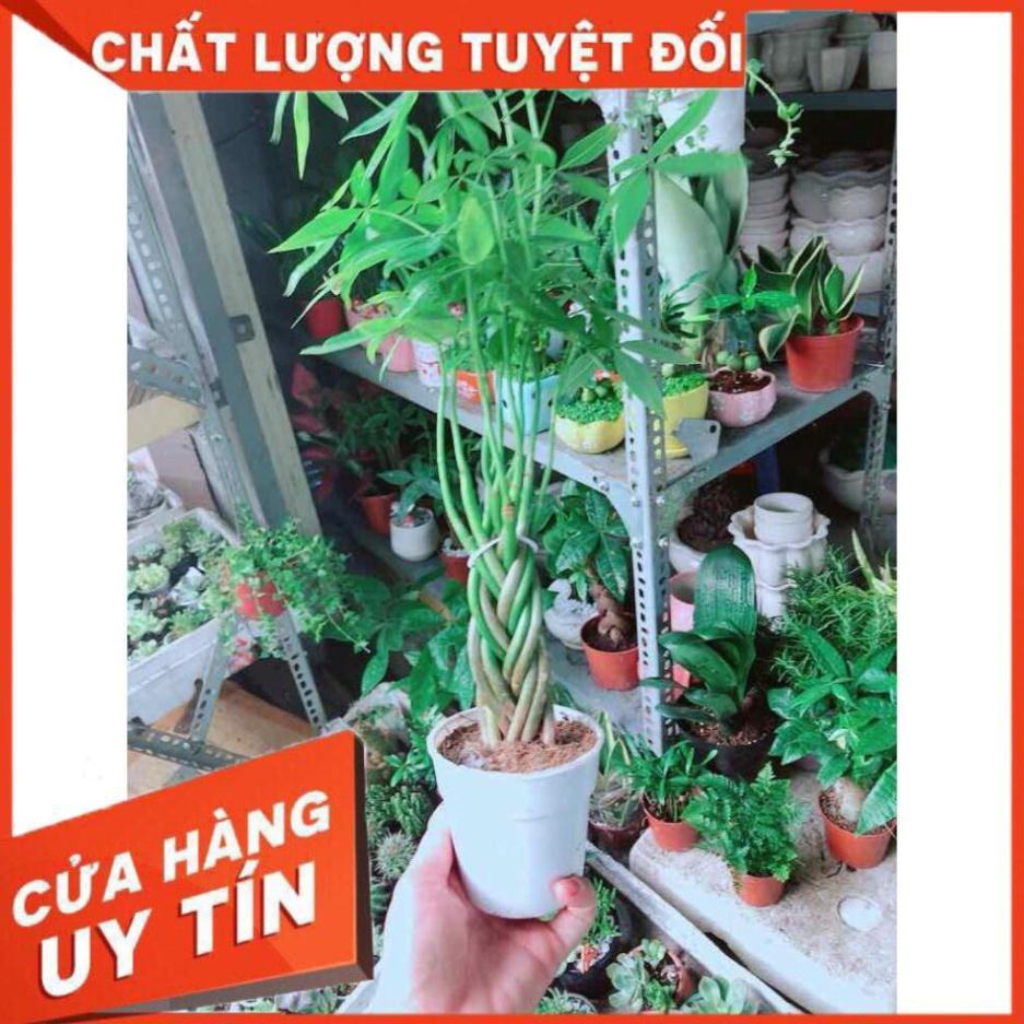 Kim Ngân 5 Thân Nhỏ Nhiều Người Mua