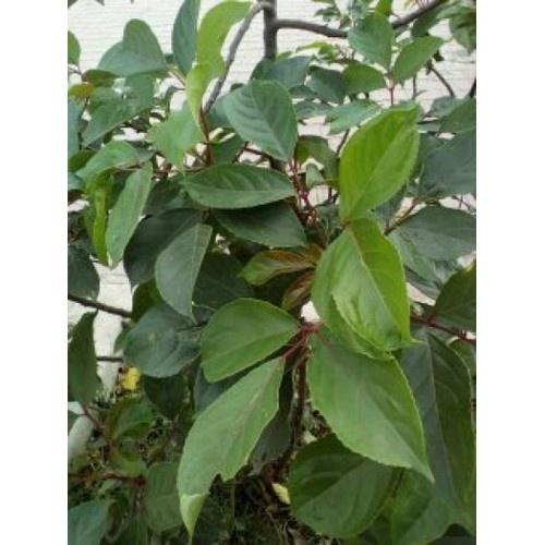 Cây nhội giống, nhội ăn lá nhiều công dụng, cây khỏe