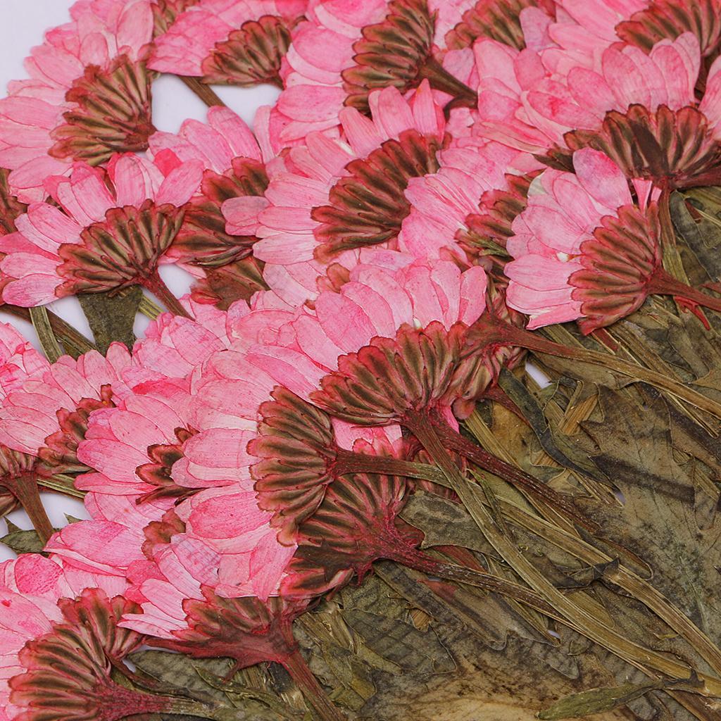 100pcs Pressed Flower Real Dried Flowers 2 Styles Of Rose And Chrysanthemum For Decorations And Crafts Supplying Great Gifts