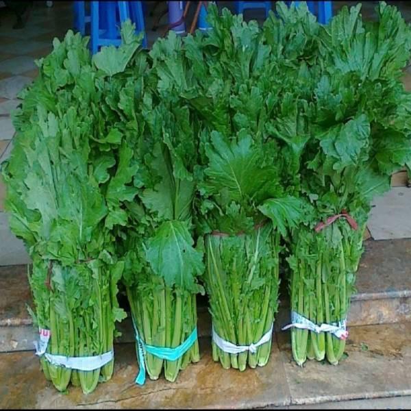 HẠT GIỐNG CẢI MÈO ĐẶC SẢN HÀ GIANG LUÔN TUYỂN ĐẠI LÝ TRÊN TOÀN QUỐC
