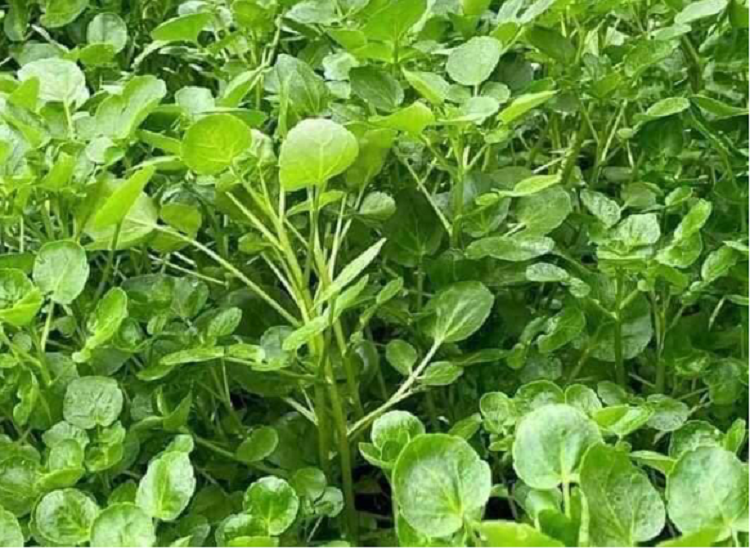 Hạt Giống Rau Cải Xoong Xanh - Ngon Giòn - Cải Xoong Mỹ