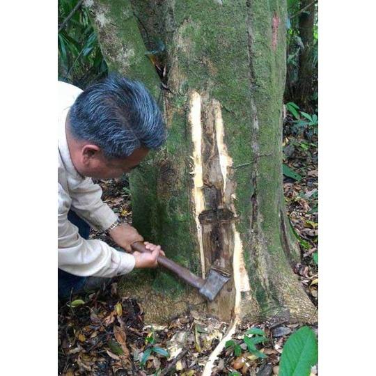 Cây giống .gió bầu