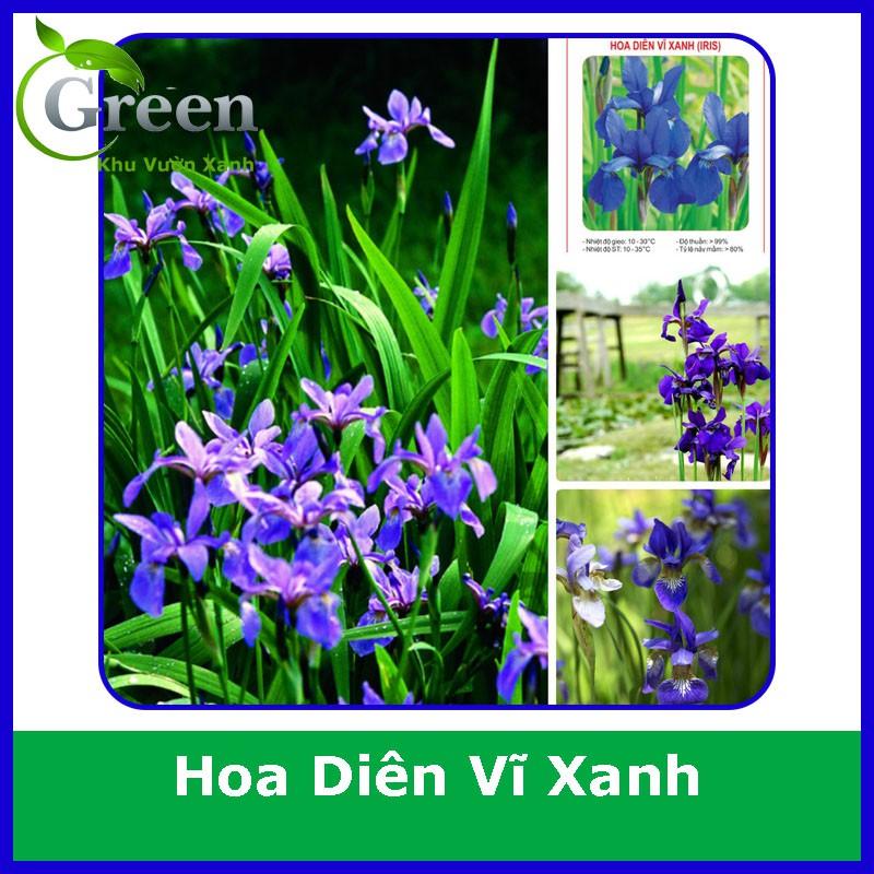 Hạt Giống Hoa Diên Vĩ Xanh Xuất Xứ Đức (10H)