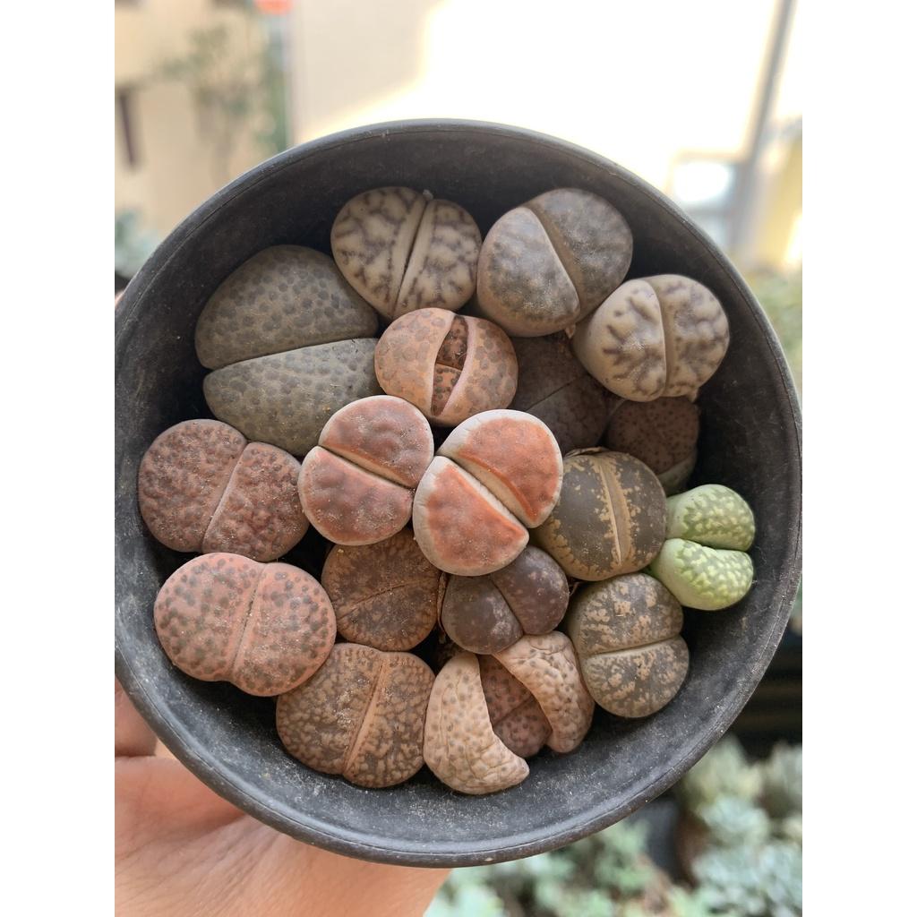 Sen Mông các màu cute xinh xỉu