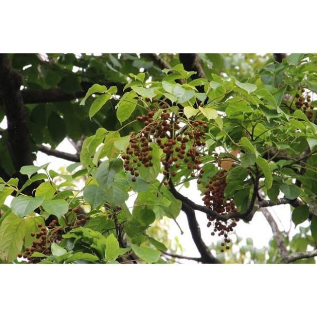 COMBO 5 CÂY NHỘI GIỐNG