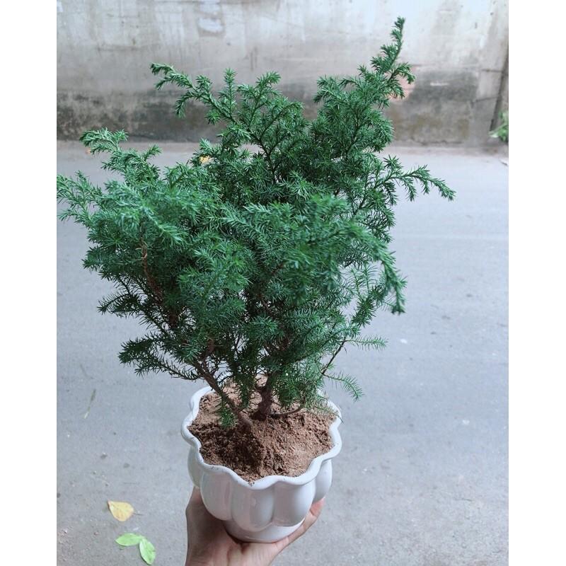 Chậu Tùng Bồng Lai