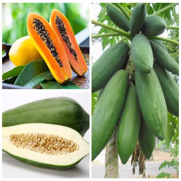 Hạt Giống Đu Đủ Lùn Cao Sản Phuket Thái Lan Siêu Ngọt 120 hạt/gói