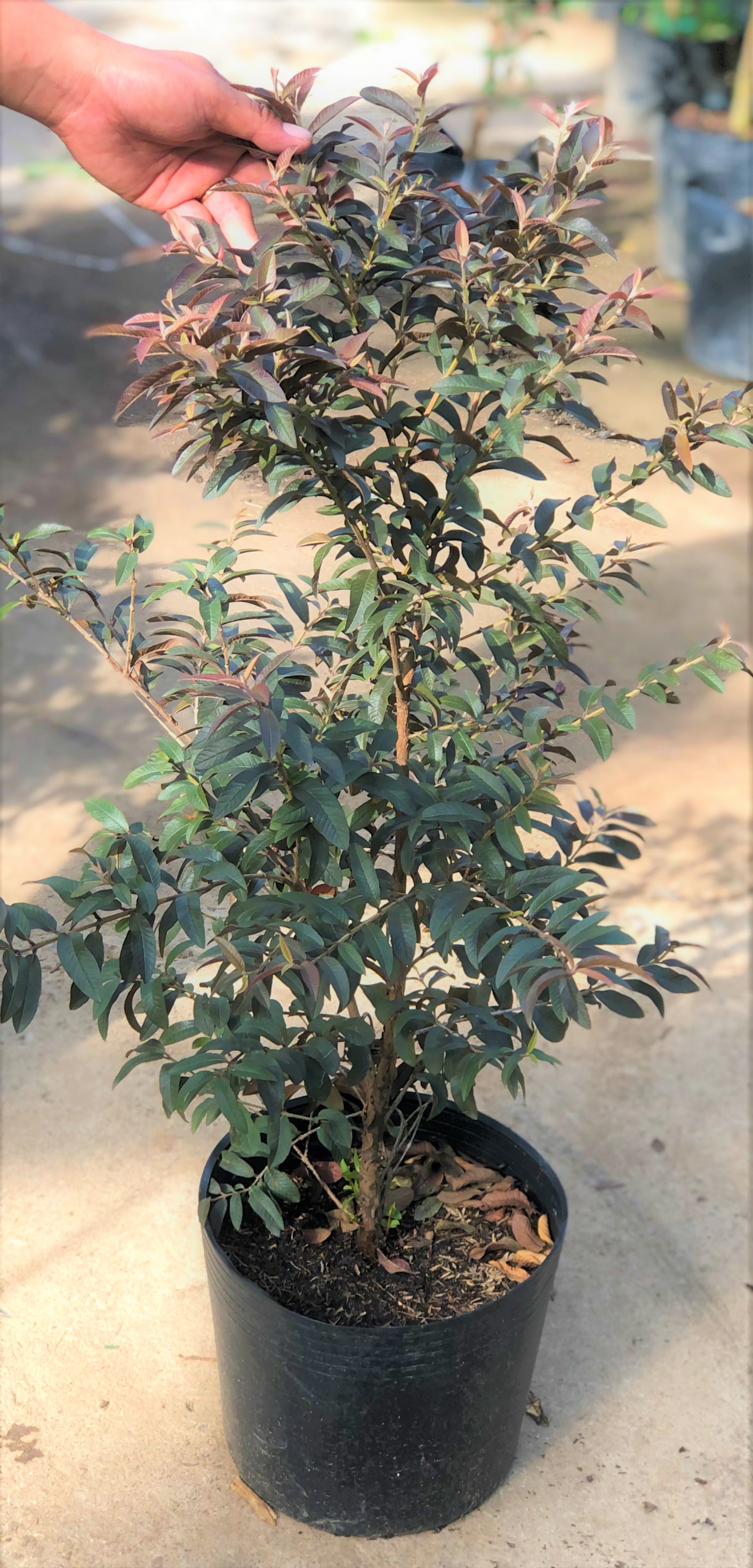 Cây ổi tím cao 70 - 90 cm đã cho trái