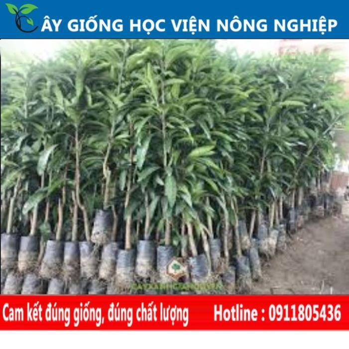 Sản phẩm Cây Ăn Trái cây xoài thái quả ngọt ngon hiệu quả kinh tế cao