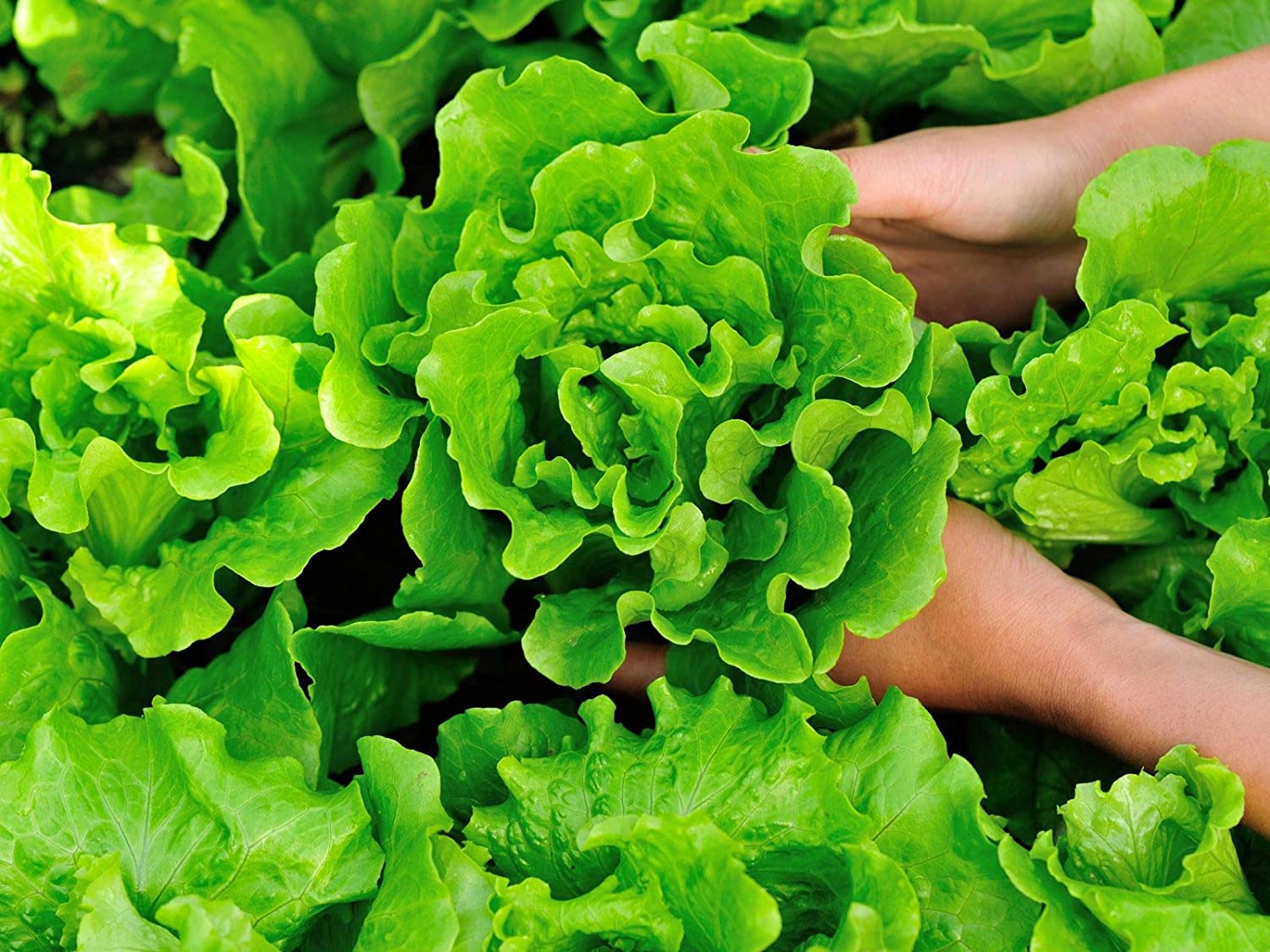 Xà lách chuẩn sạch ngon - 02 kg - HNH Food Farm