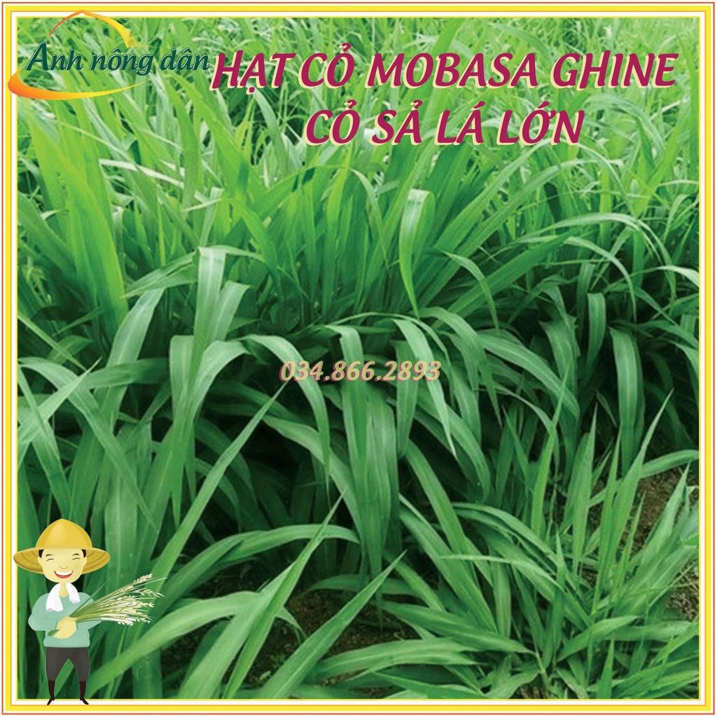 100g Hạt giống cỏ mobasa ghine - Hạt giống cỏ sả lá lớn - cỏ dùng cho chăn nuôi