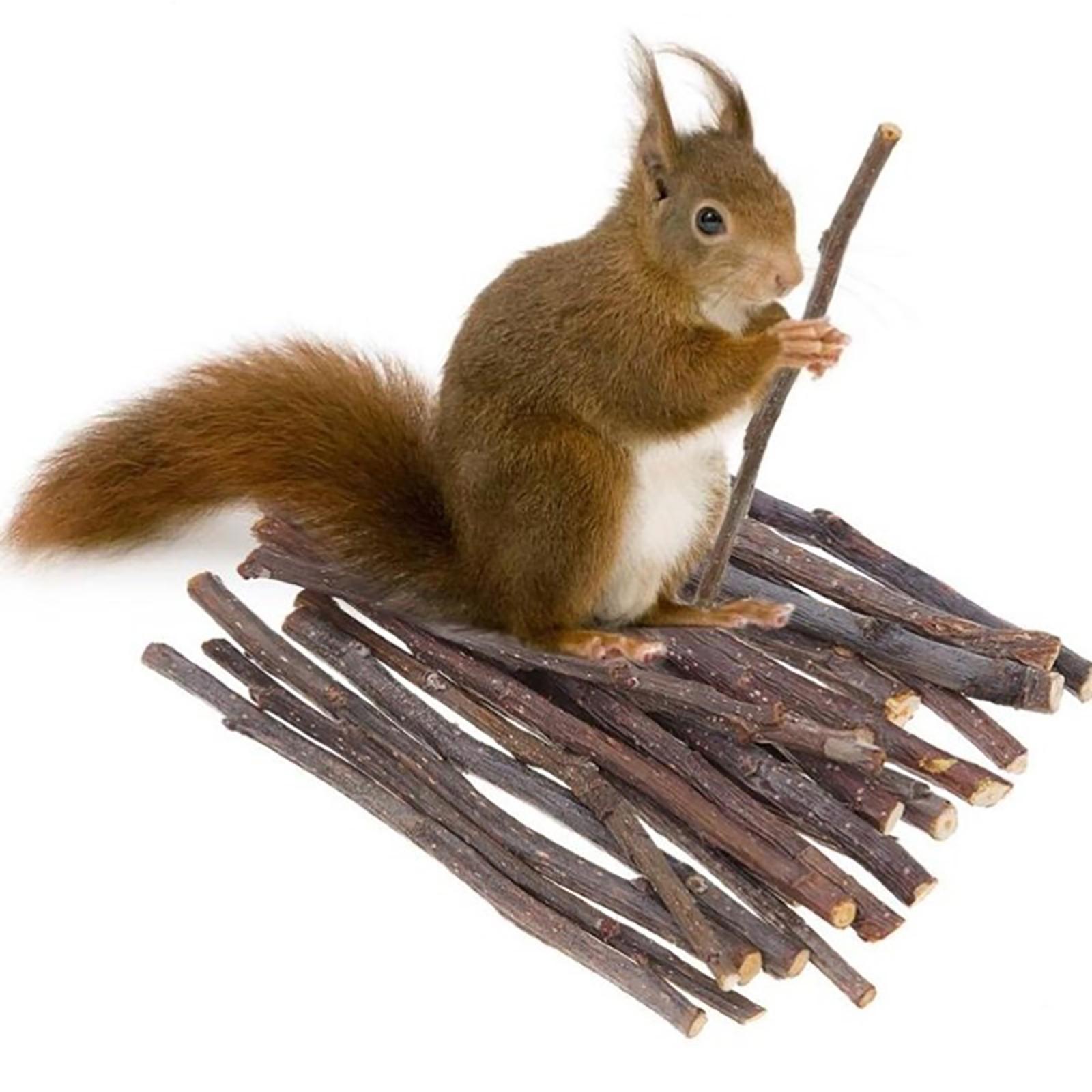 Wood Chew Sticks 1000g Hamster Groundhog Squirrels Rodent Animals
