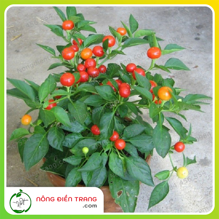 Hạt giống Ớt Trái Tròn - Gói 0.2g - Ớt Kiểng Tròn Ăn Được, Dễ Trồng, Sai Trái VTNN Nông Điền Trang
