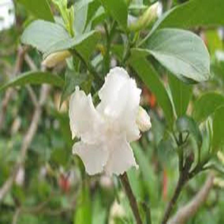 CÂY HOA NGỌC BÚT CÁNH KÉP TRẮNG TO