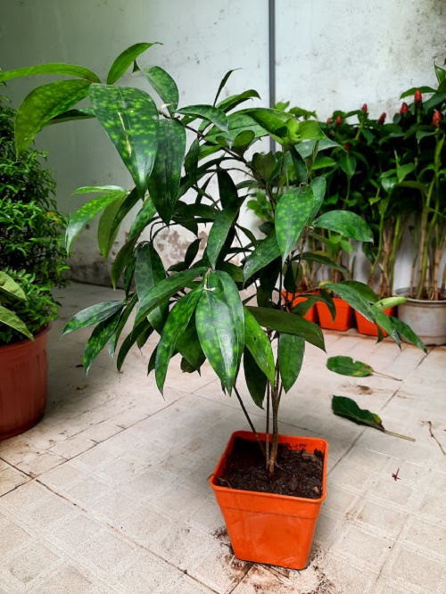 Cây trúc nhật