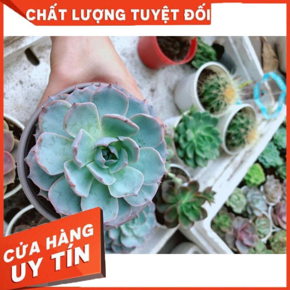 Sen đá hồng phấn Nhiều Người Mua