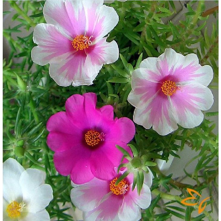 Hạt giống hoa 10h hoa cánh đơn mix màu KNS3533 - Gói 100 hạt