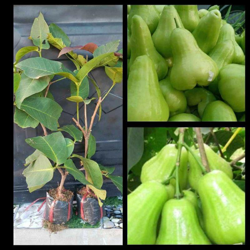 Cây Giống Mận Xanh Đường Trái To năng suất cao