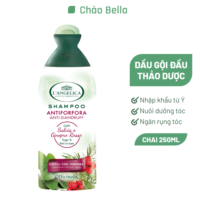 Dầu Gội Làm Sạch &amp; Ngăn Ngừa Gàu Tinh Chất Cây Xô Thơm &amp; Bách Xù Đỏ L'angelica Shampoo Anti-dandruff 250ml