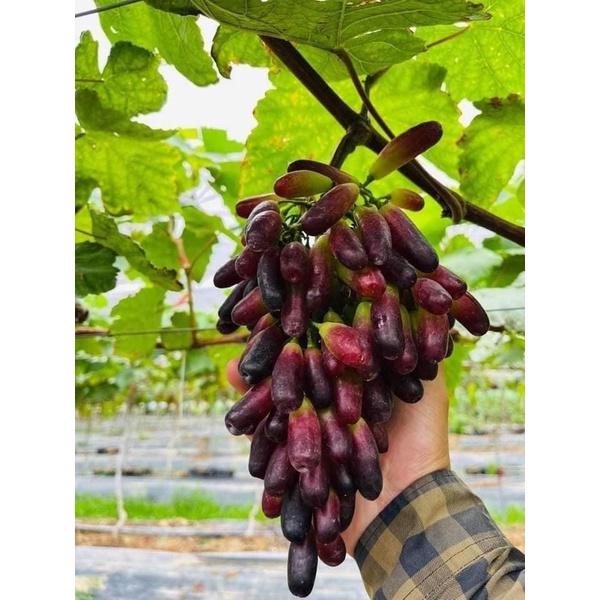 Cây giống nho ngón tay Úc, Mỹ gửi cây như 3 ảnh cuối 8 tháng cho quả