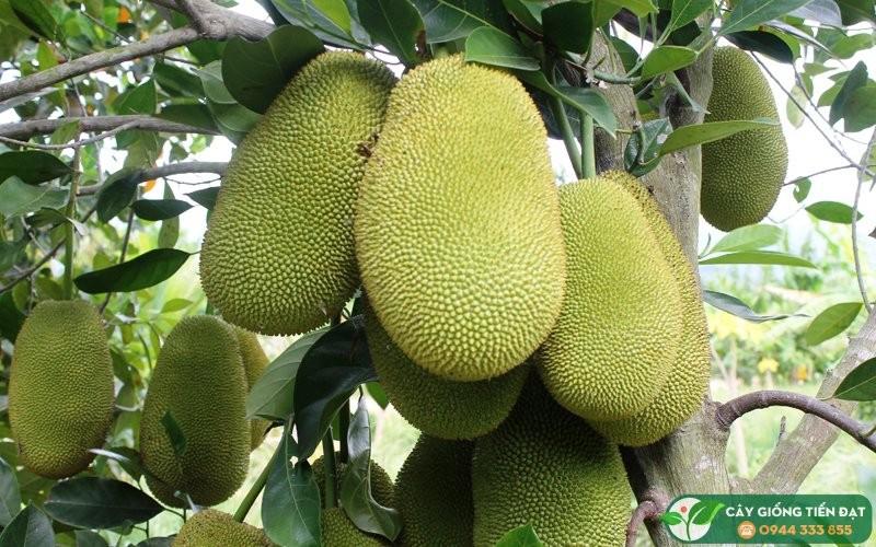 Cây giống MÍT KHÔNG HẠT siêu quả - cây giống chuẩn F1