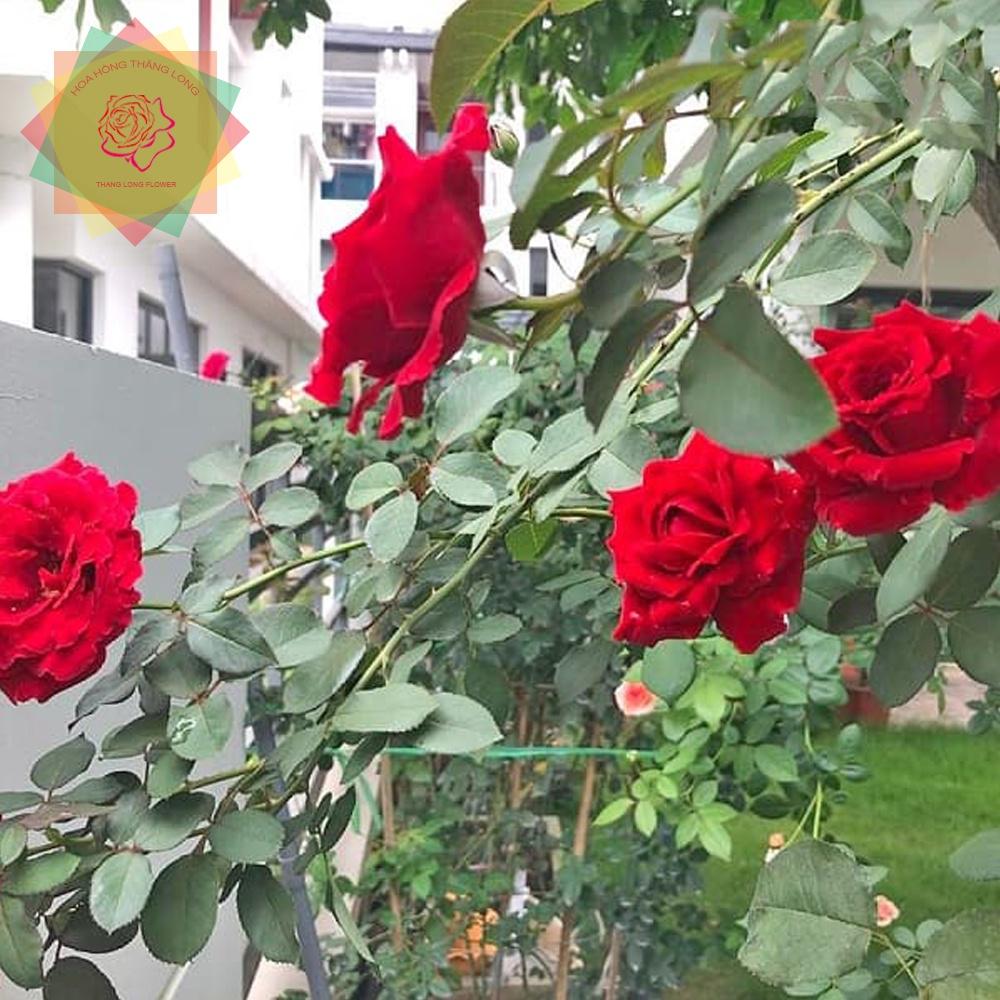 Cây hoa hồng cổ Hải Phòng đỏ nổi tiếng VN - Hoa hồng Thăng Long Flower