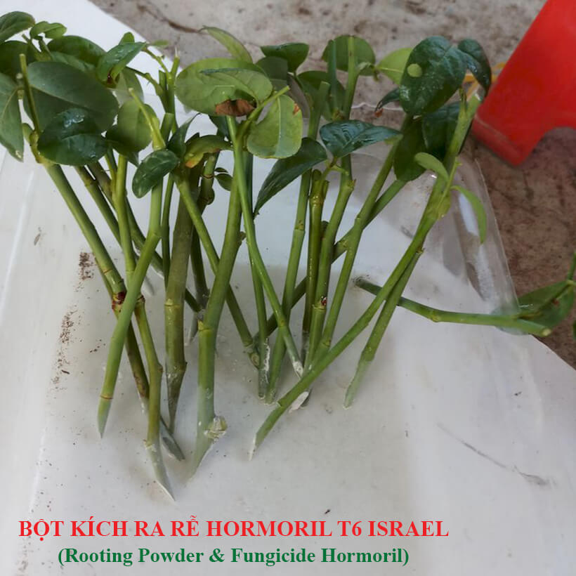 Bột kích ra rễ Hormoril 6 Israel túi 500gr dành cho các loại cây thân gỗ, hoa hồng, bông giấy,... Bột kích ra rễ siêu nhanh, hỗ trợ bộ rễ khoẻ hơn cứng cáp hơn. Giúp quá trình giâm và chiết cành hiệu quả hơn