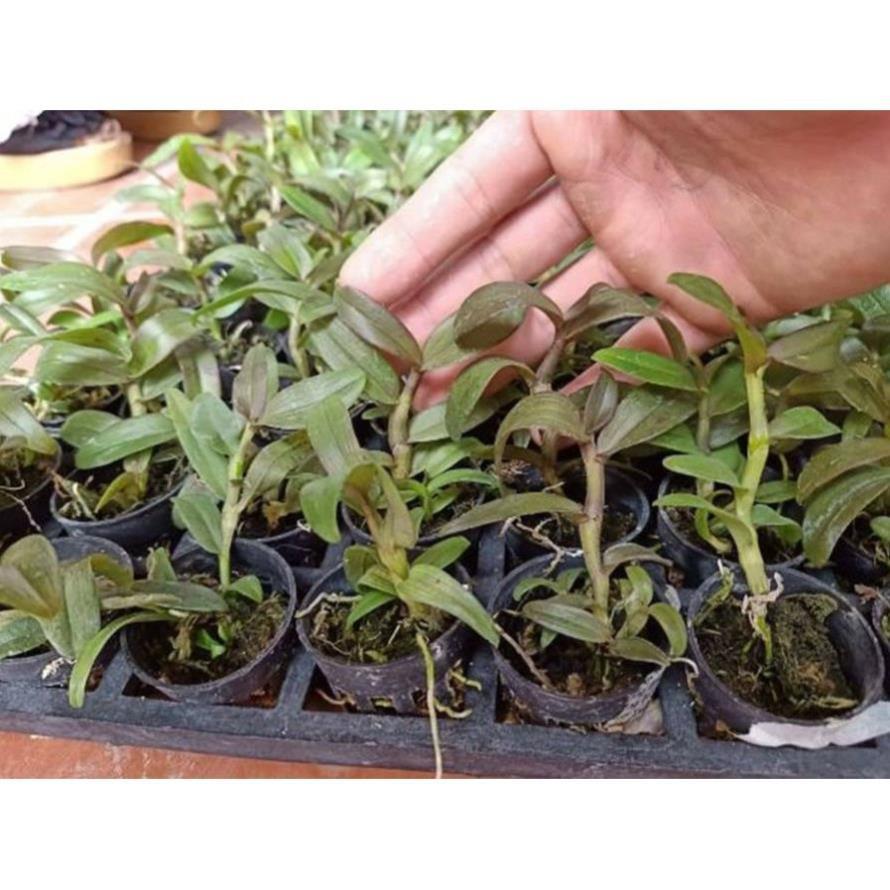 Sản Phẩm Hoa lan phi điệp hòn hèo