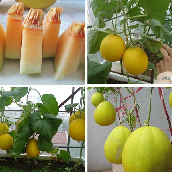 Hạt Giống Dưa Lê Kim Cô Siêu Ngọt -