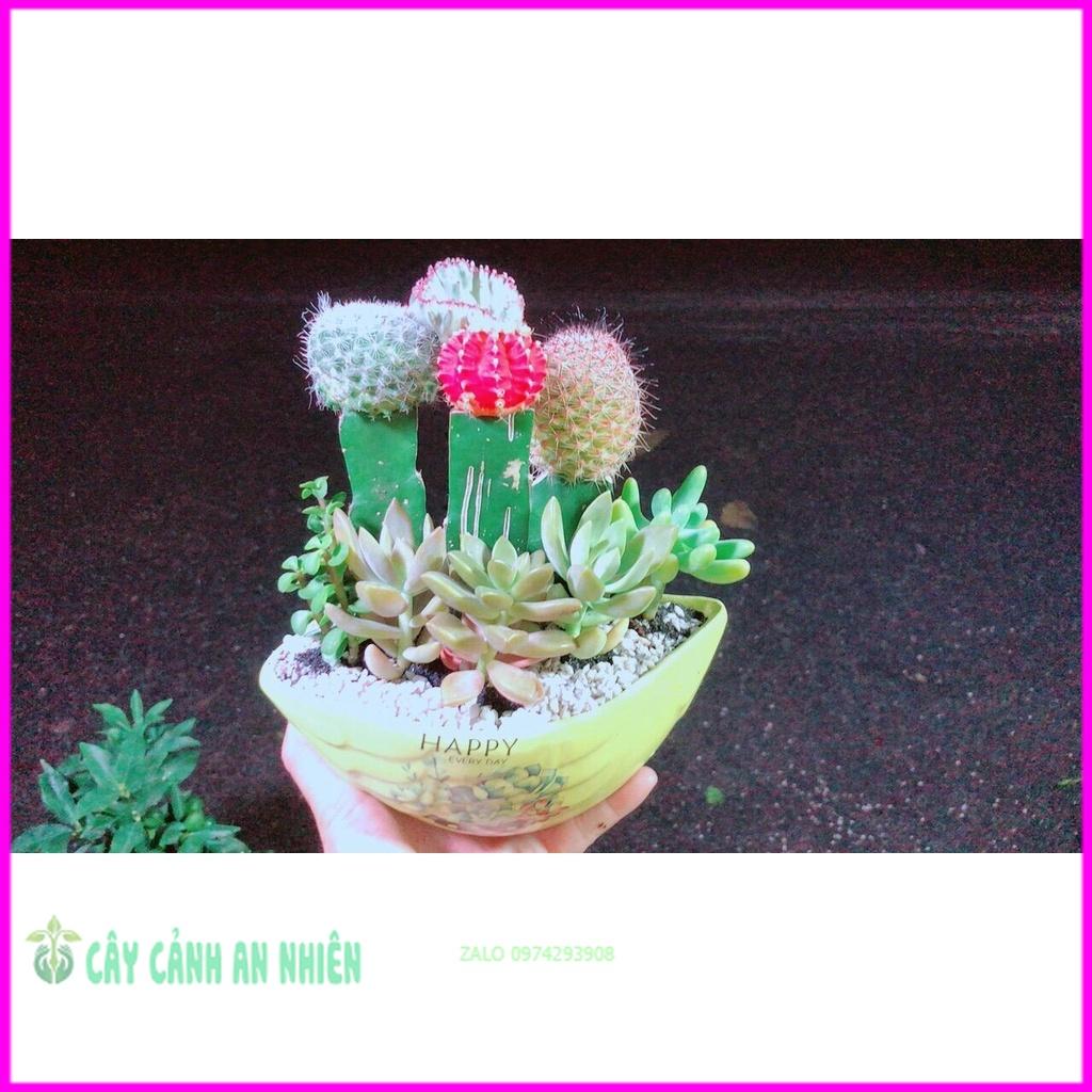 Chậu Cây Xương Rồng Tiểu Cảnh