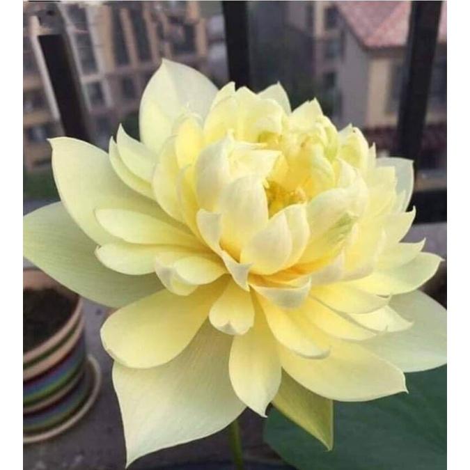 Hạt giống sen bách diệp màu vàng- Gói 5 hạt