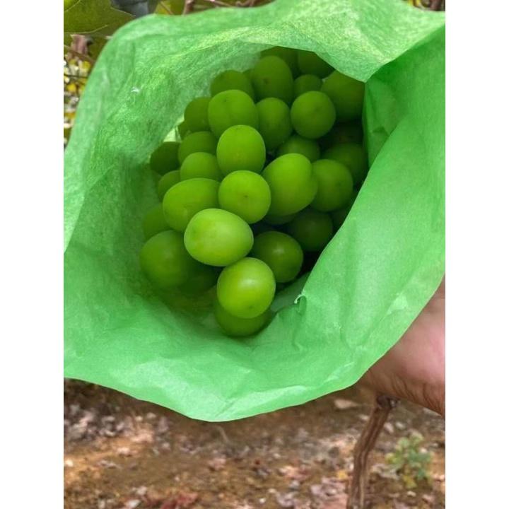 CÂY GIỐNG NHO SỮA