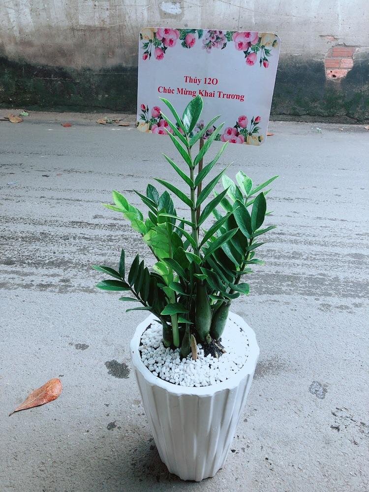 Chậu Cây Kim Phát Tài