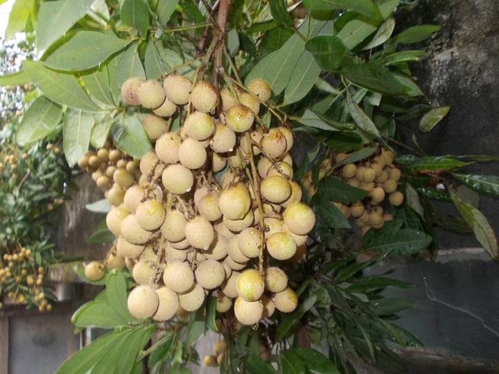 Cây NHÃN LỒNG SỚM HƯNG YÊN ghép, cây giống chuẩn chuẩn giống cam kết chất lượng
