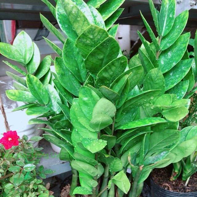 Kim tiền size lớn