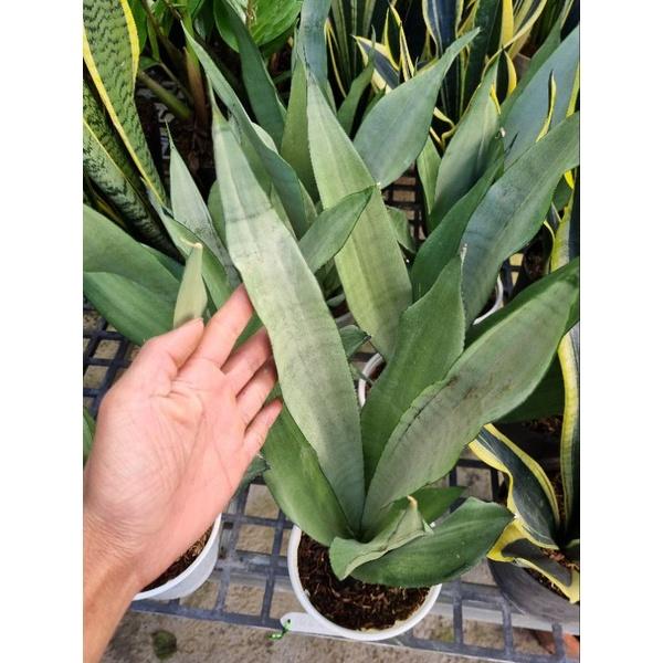 Lưỡi hổ thái bạc - Dracaena trifasciata