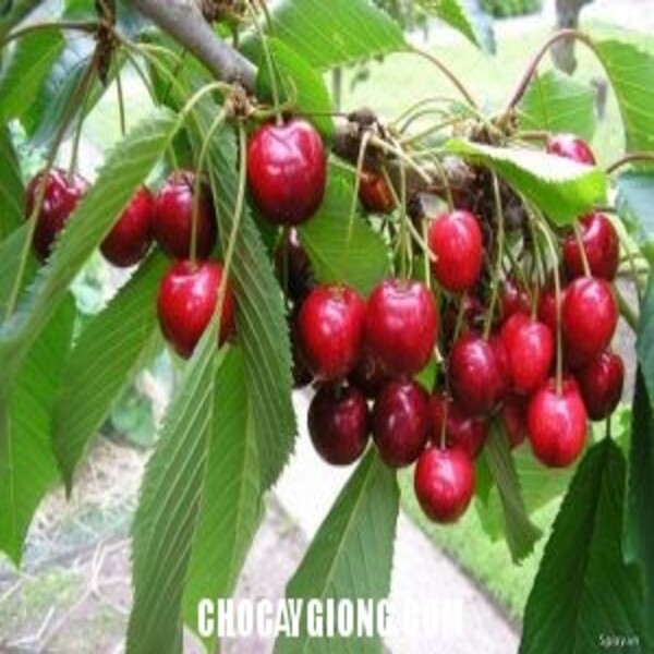 CHERRY ANH ĐÀO MỸ