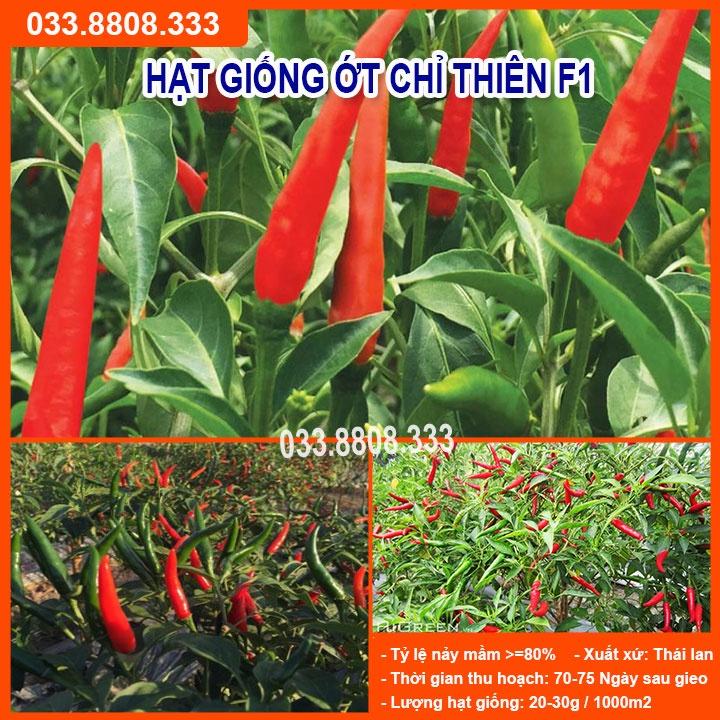HẠT GIỐNG ỚT CHỈ THIÊN F1 RẤT CAY SIÊU QUẢ 5GRAM