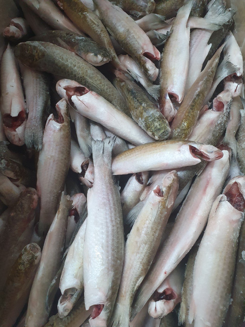 [HCM] Cá Ngừ Ồ (1kg/Túi) - SaiThanhFoods