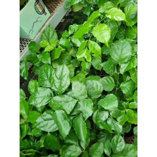 Chậu Cây hạnh phúc - size để bàn