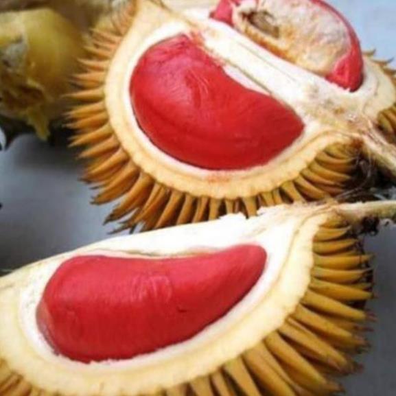 Cây sầu riêng ruột đỏ